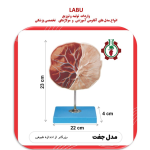 مدل جفت