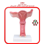 مولاژ رحم و تخمدان
