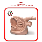 مدل سونداژ مرد