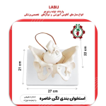 استخوان بندی لگن خاصره زن با نمایش جمجمه نوزاد