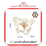 استخوان لگن خاصره زن