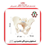 استخوان بندی اسکلت لگن خاصره زن
