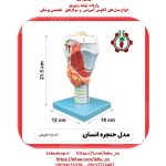 مدل حنجره