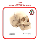 مولاژ مراحل حاملگی سری هشت تایی