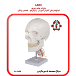 مولاژ جمجمه با مهره گردن اندازه طبیعی