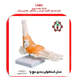 استخوان بندی اسکلت مچ پا انسان (با لیگامنت)