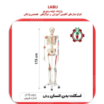 استخوان بندی اسکلت بدن اندازه طبیعی انسان رنگی (با نمایش رباط ها)