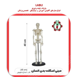 مینی اسکلت بدن انسان (42 سانتی متر)