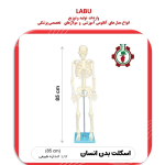 استخوان بندی اسکلت بدن انسان 1/2 اندازه