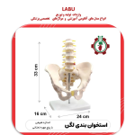 استخوان بندی اسکلت لگن با 5 مهره تحتانی
