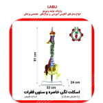استخوان لگن خاصره و ستون فقرات