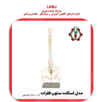 استخوان بندی اسکلت ستون فقرات