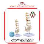 استخوان بندی اسکلت مهره های تحتانی