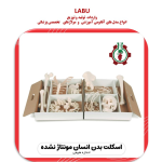 استخوان بندی اسکلت بدن انسان 1/2 اندازه طبیعی (مونتاژ نشده)