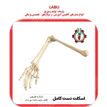 استخوان بندی اسکلت دست انسان (کتف، بازو، ساعد، مچ دست)