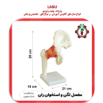 مولاژ لگن و استخوان ران (با نمایش رباط ها)