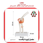 مولاژ مفصل آرنج (با نمایش رباط ها)
