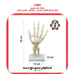 استخوان بندی اسکلت مچ دست انسان