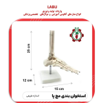 مدل استخوان بینی