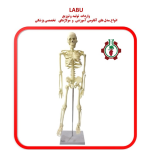 استخوان بندی اسکلت بدن انسان کامل اندازه طبیعی باپایه ثابت