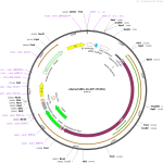 pSpCas9BB-2A-GFP