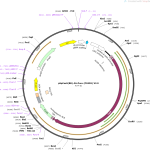 pSpCas9BB-2A-Puro