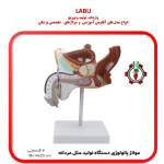 مولاژ پاتولوژي دستگاه تولید مثل مردانه