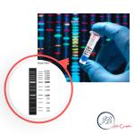 لدر 100bp DNA ladder) 100 bp)
