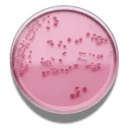 محیط کشت اماده ویولت رد بایل دکستروز اگار VRBD agar | Violet Red Bile Dextrose agar