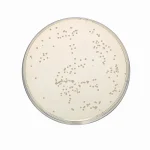 محیط کشت اماده اسکیم میلک plate count skim milk agar