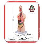 human anatomy model
