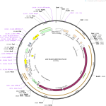 پلاسمید-Plv-dcas9-p300-P2A-PuroR