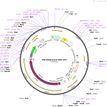 پلاسمید-TRE-KRAB-dcas9-IRES-GFP